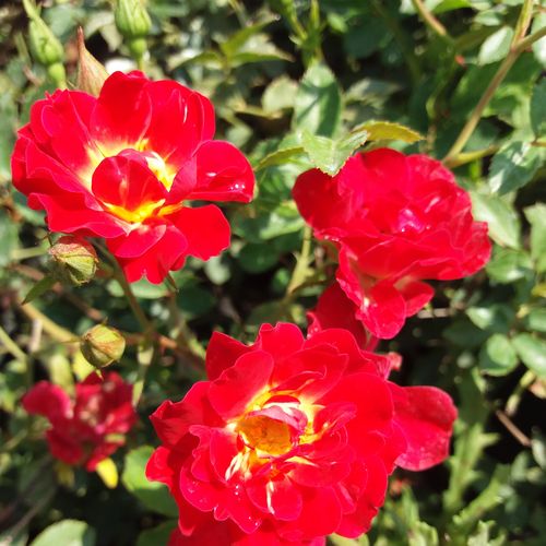 Rozen bestellen en bezorgen - Rosa Red Drift® - rood - bodembedekkende rozen - geurloze roos - Alain Meilland - -